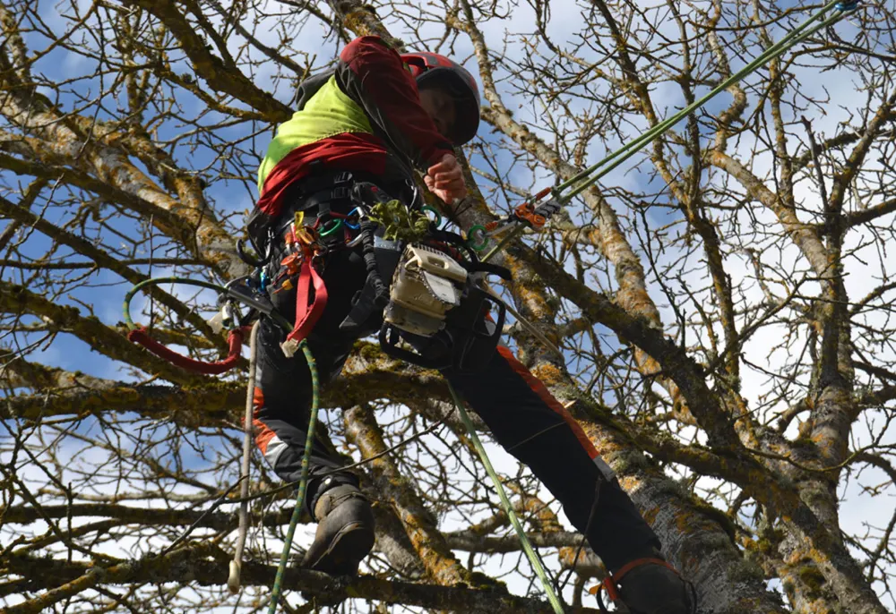 Arborista de Arbihotz Arboricultura podando un árbol con equipo de seguridad y cuerdas
