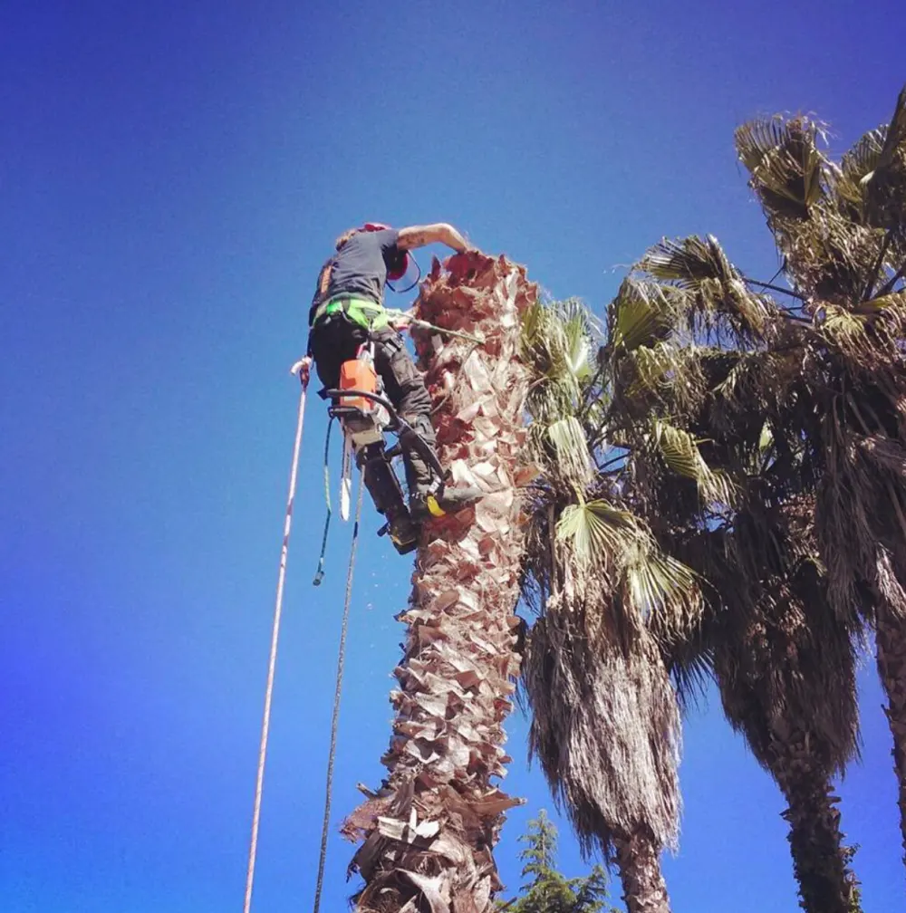 Arborista podando una palmera con cuerdas de sujeción
