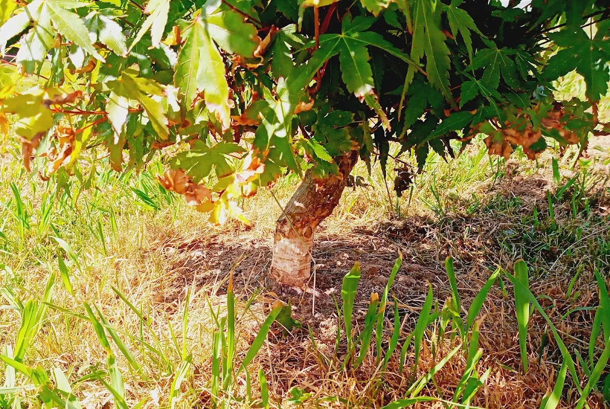 Vegetación y tronco de un árbol en una zona verde, en una imagen de Cengotita.