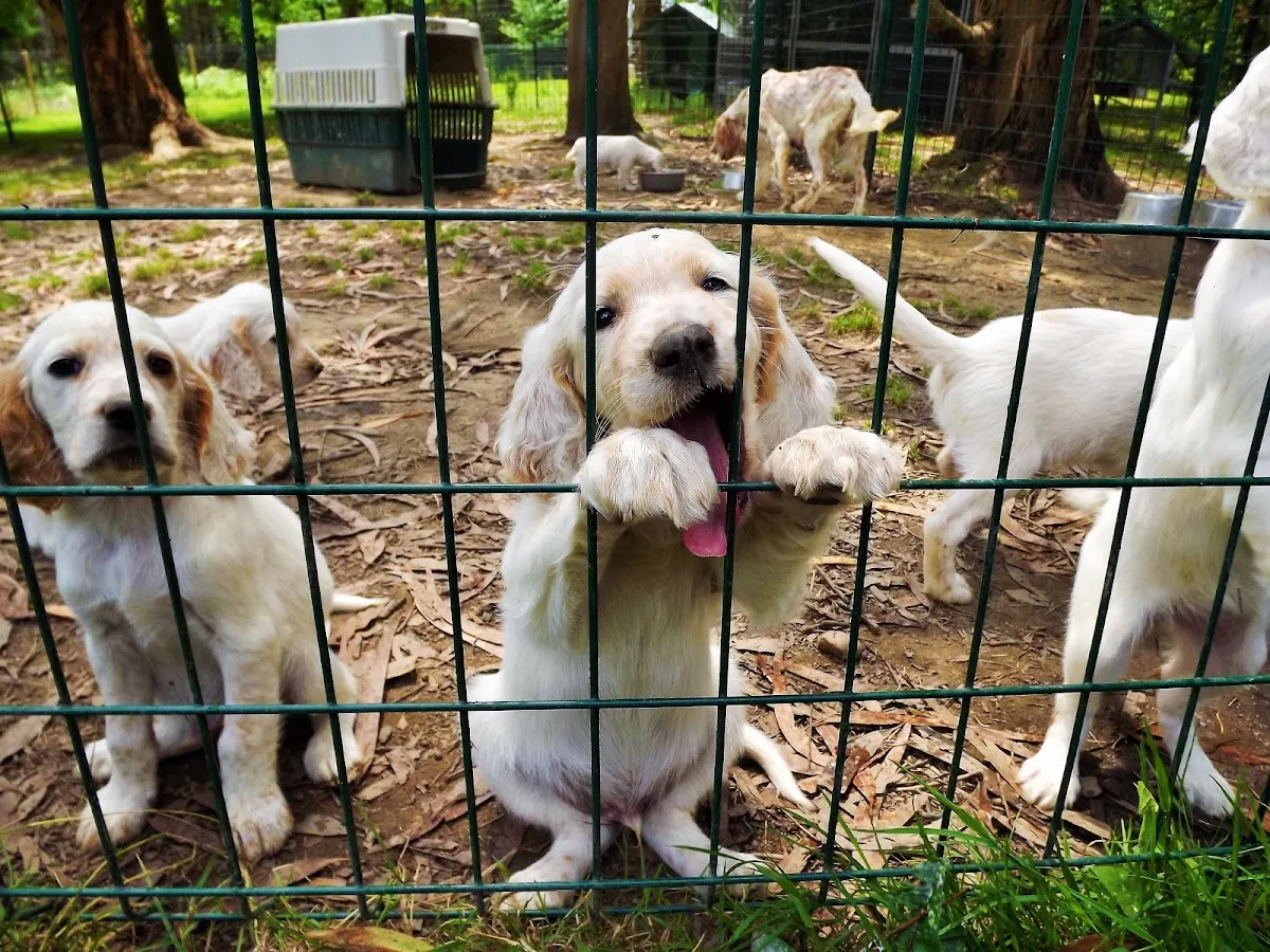 Cachorros en un recinto cercado del Centro Clínico Veterinario del Duranguesado