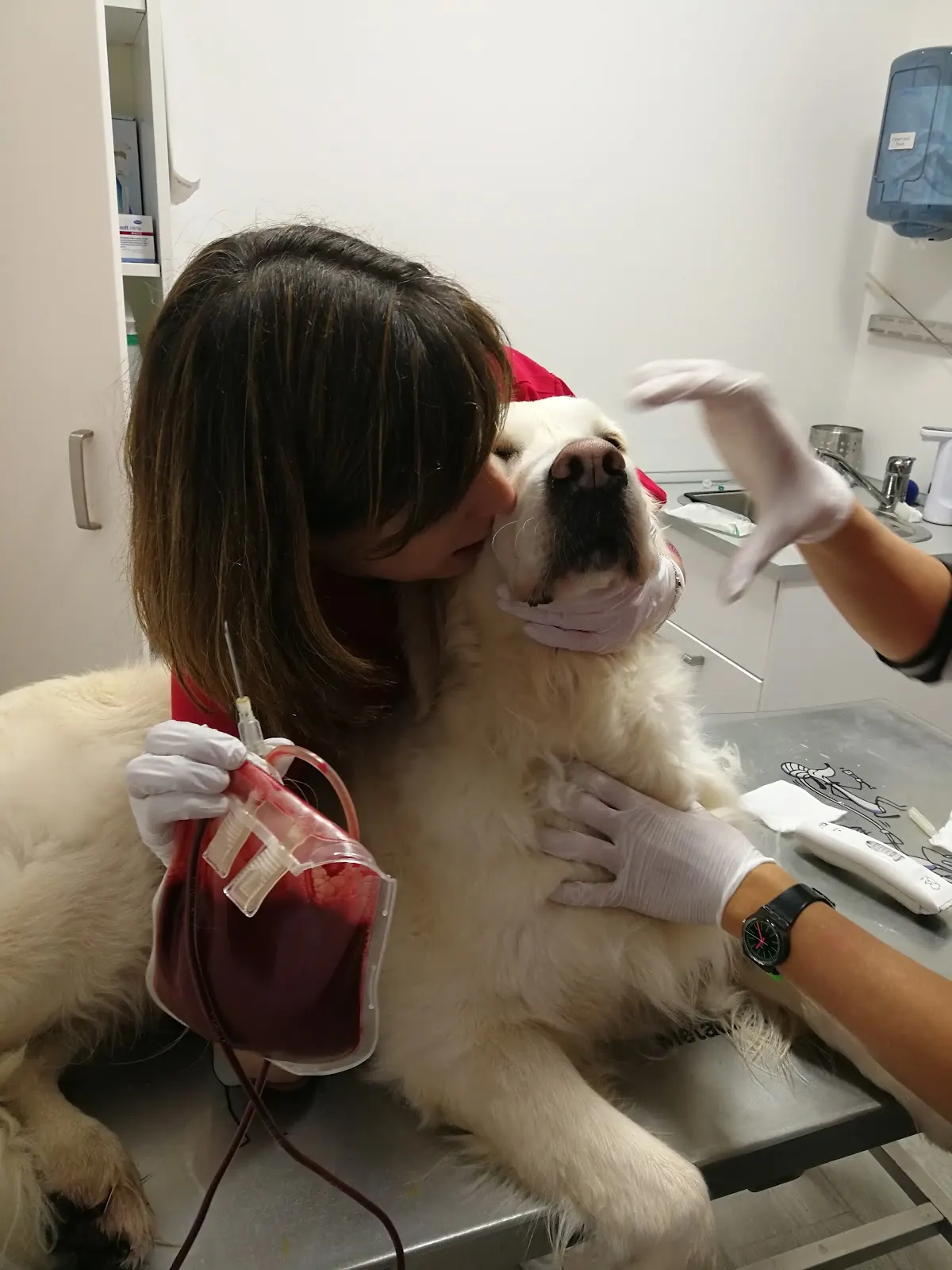 Atención veterinaria a un perro en Gure Kide
