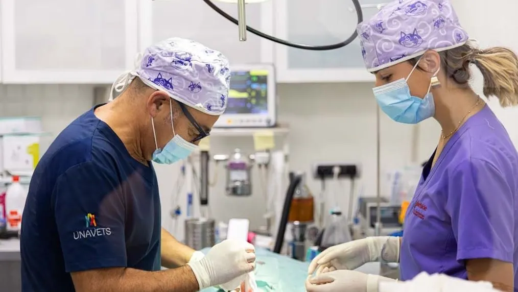 Profesionales de Clínica Veterinaria Etorbide Durango atendiendo a un animal en una sala clínica.