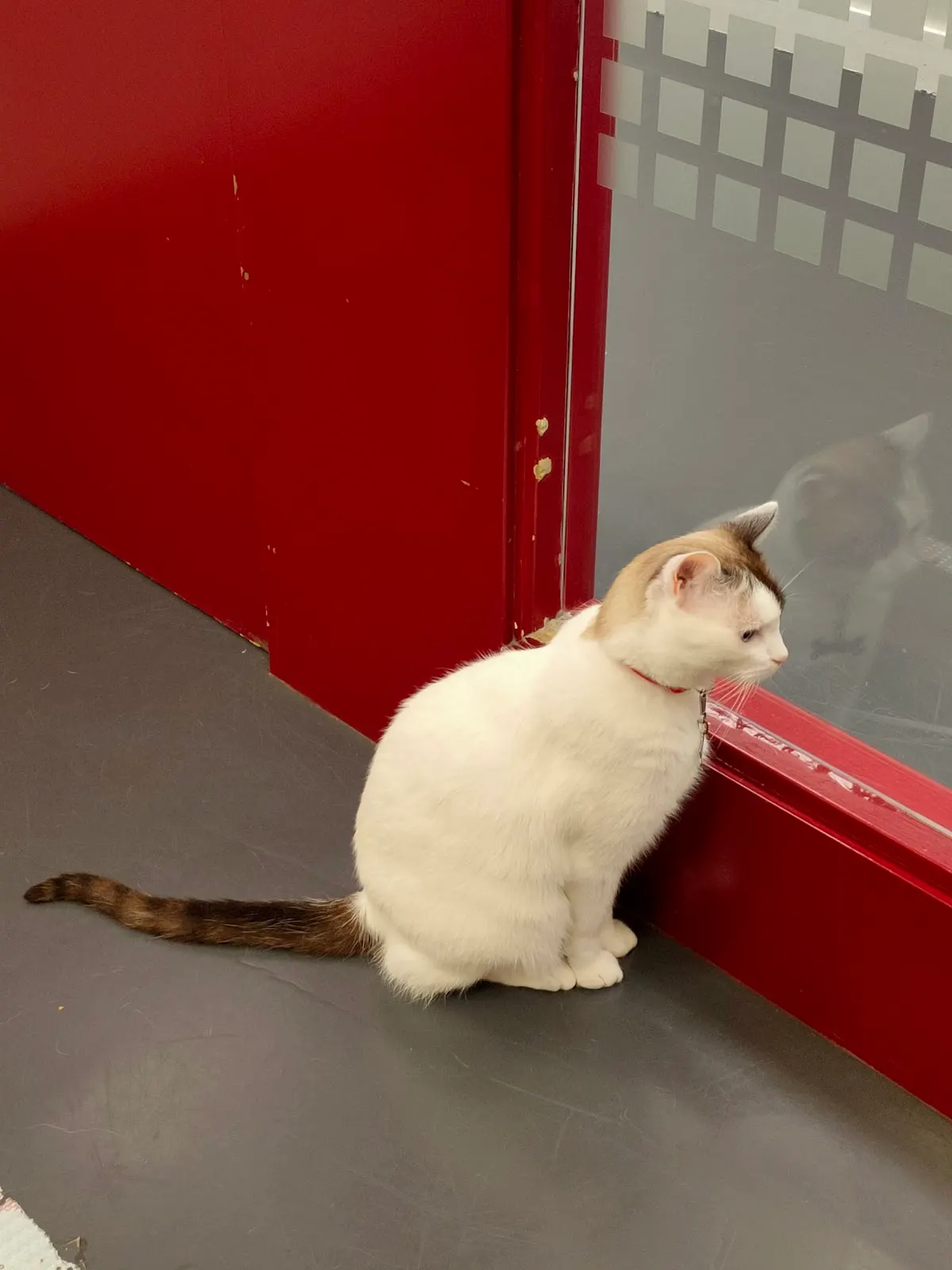 Gato sentado junto a una puerta roja en Clínica Veterinaria Etorbide Durango.