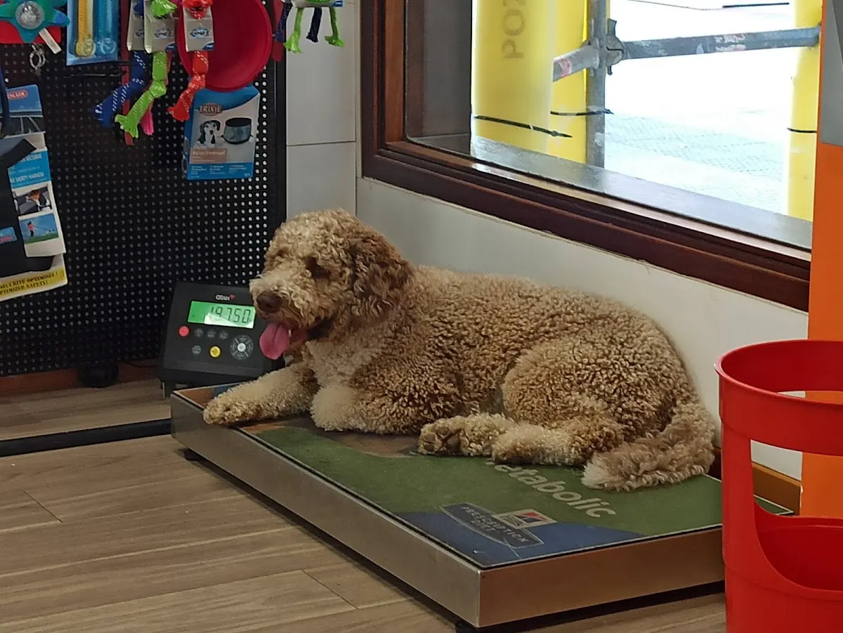Perro descansando sobre una báscula veterinaria en Clínica Veterinaria Zaunka