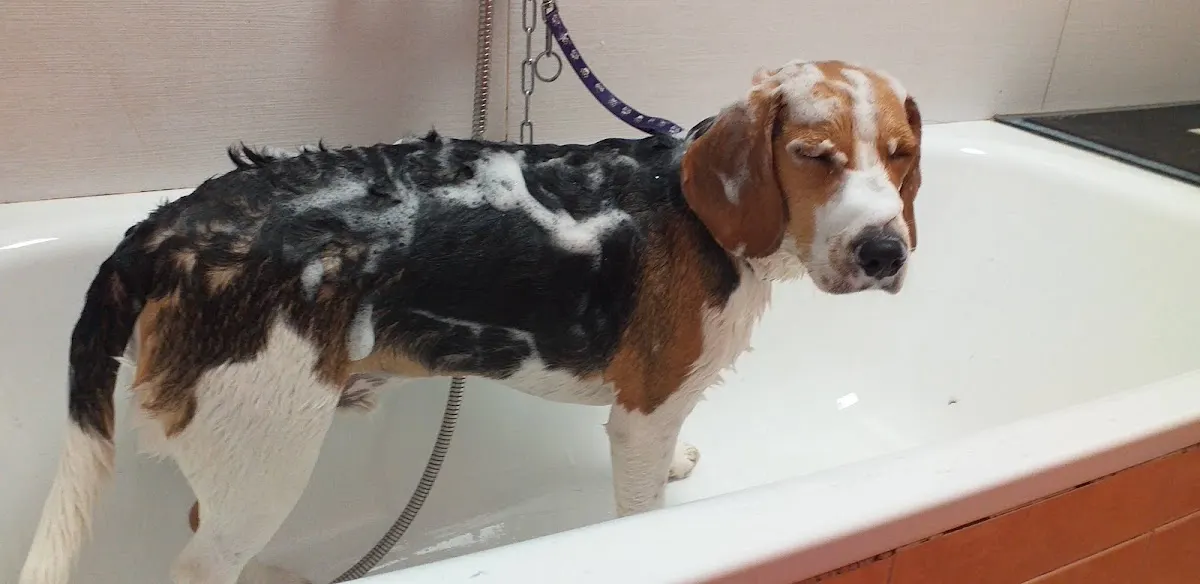 Perro dentro de una bañera durante su aseo