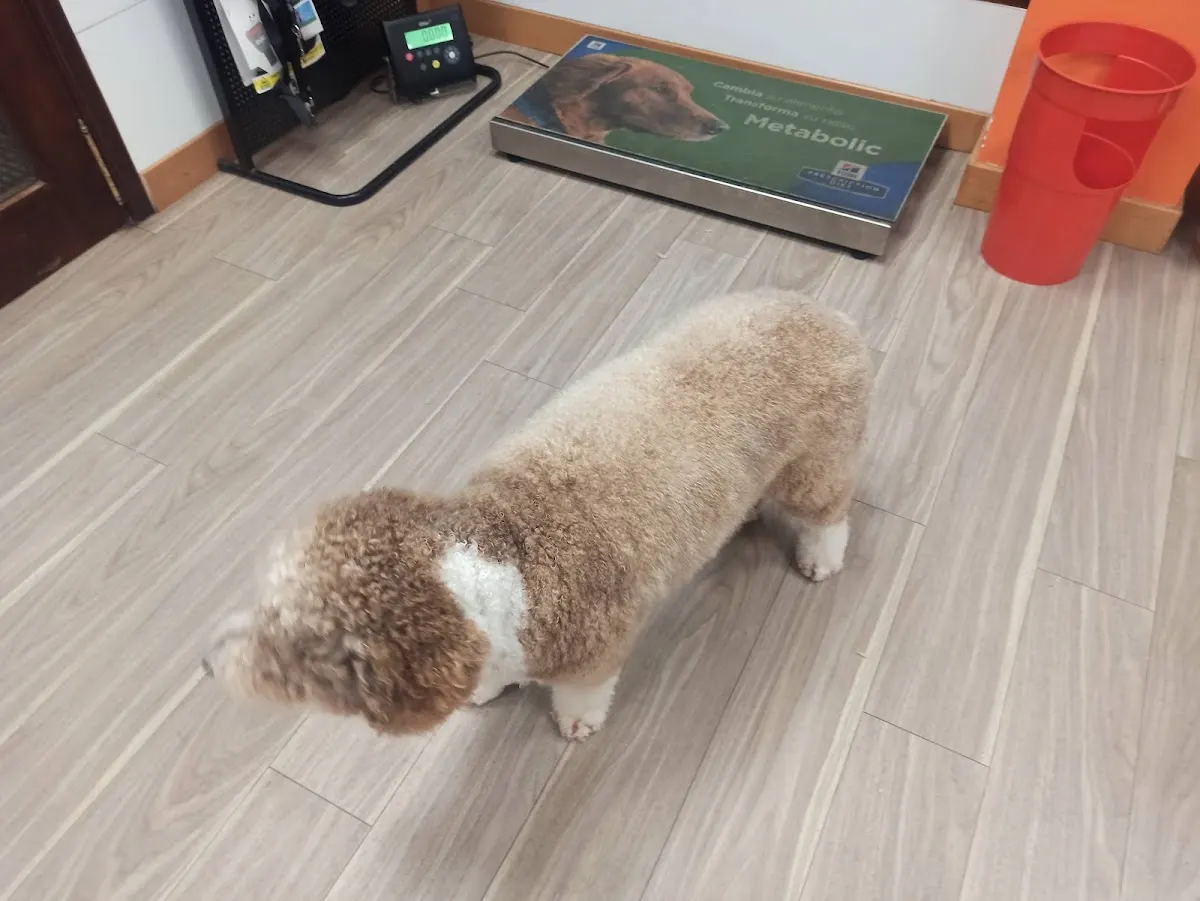 Perro de pelo rizado en la zona de pesaje de Clínica Veterinaria Zaunka