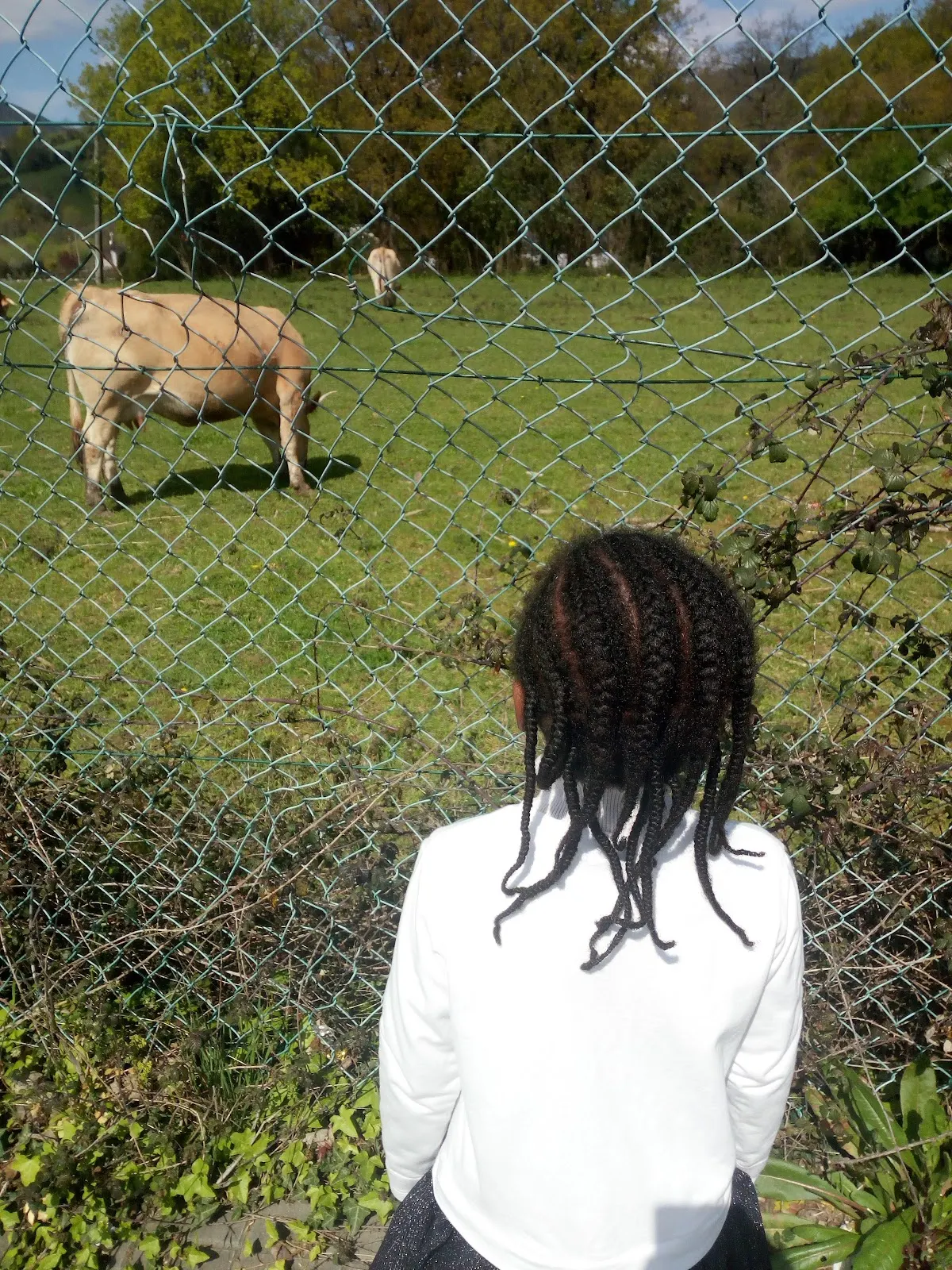 Persona mirando caballos en un prado desde detrás de una valla