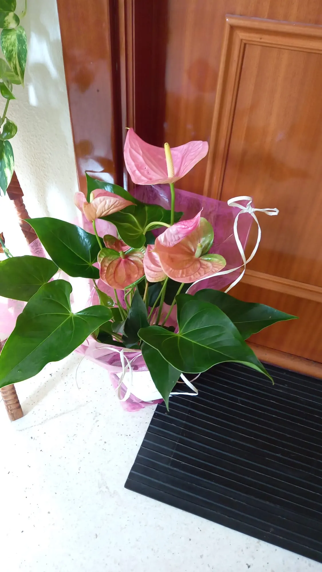 Planta de anthurium de flores rosas en una maceta, preparada para regalar por Eneritz Interflora.