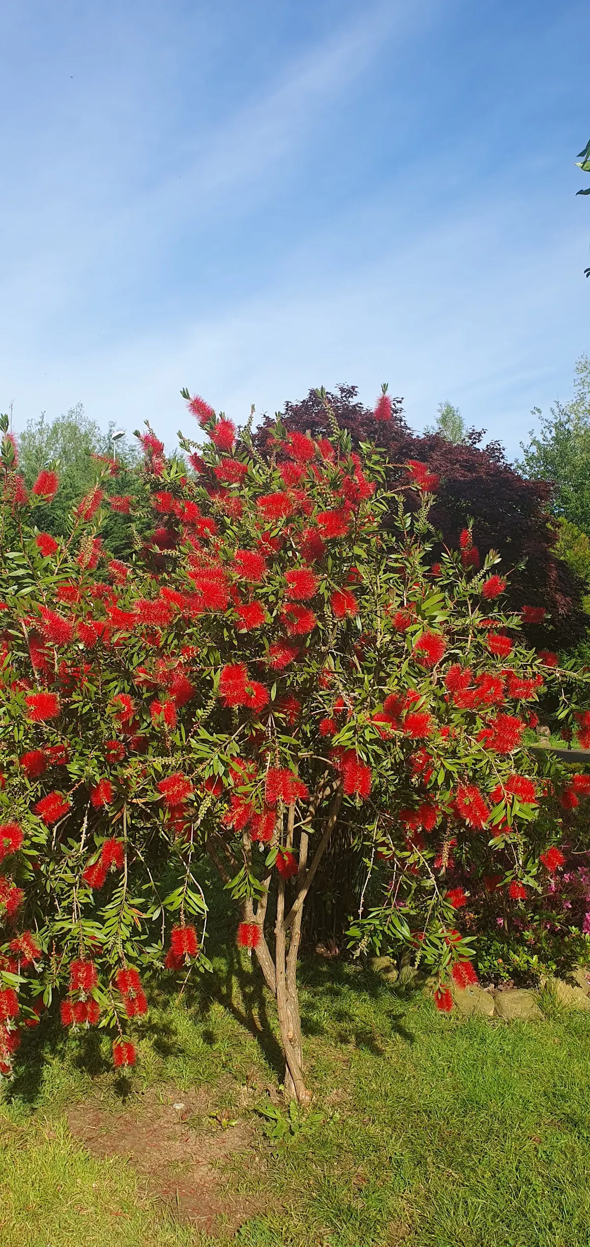 Arbusto con flores rojas en un jardín