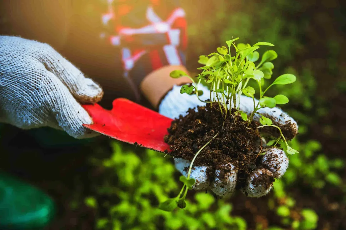 Manos con guantes sostienen una planta joven con tierra; imagen ilustrativa de jardinería.