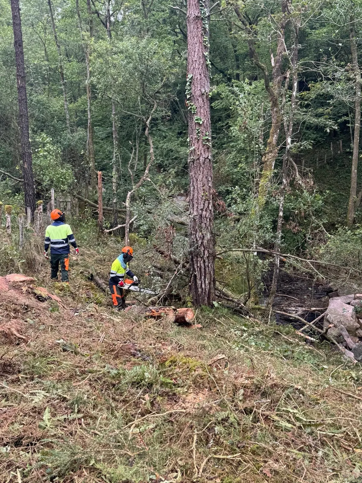 Dos trabajadores realizan labores de limpieza forestal en una zona arbolada para GRUPO LOREZAINA S.L.