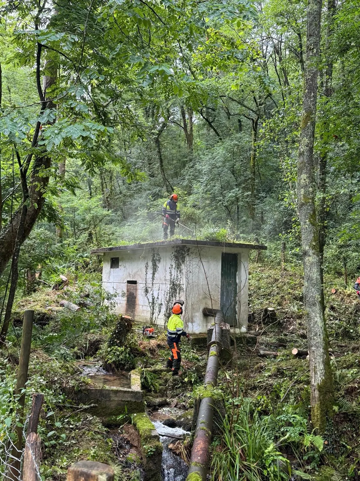 Trabajadores despejan vegetación junto a una pequeña construcción en un entorno forestal para GRUPO LOREZAINA S.L.