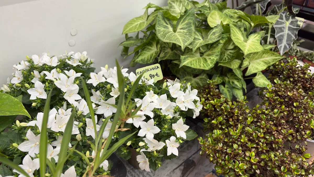 Plantas y flores en Hiper Asia