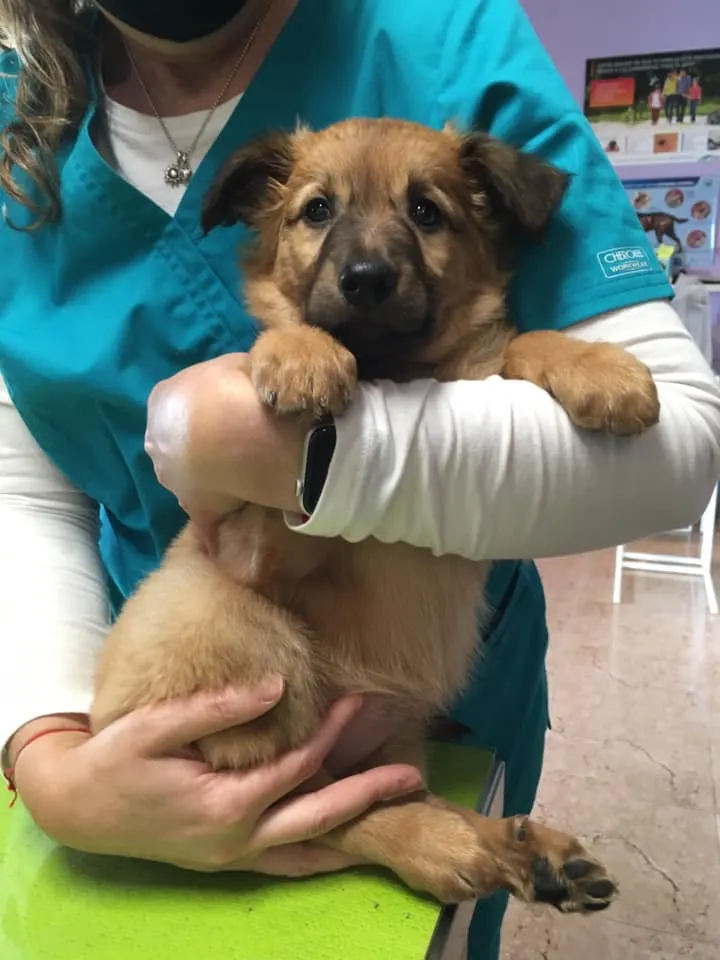 Veterinaria de HOMYVET sostiene un cachorro durante una consulta