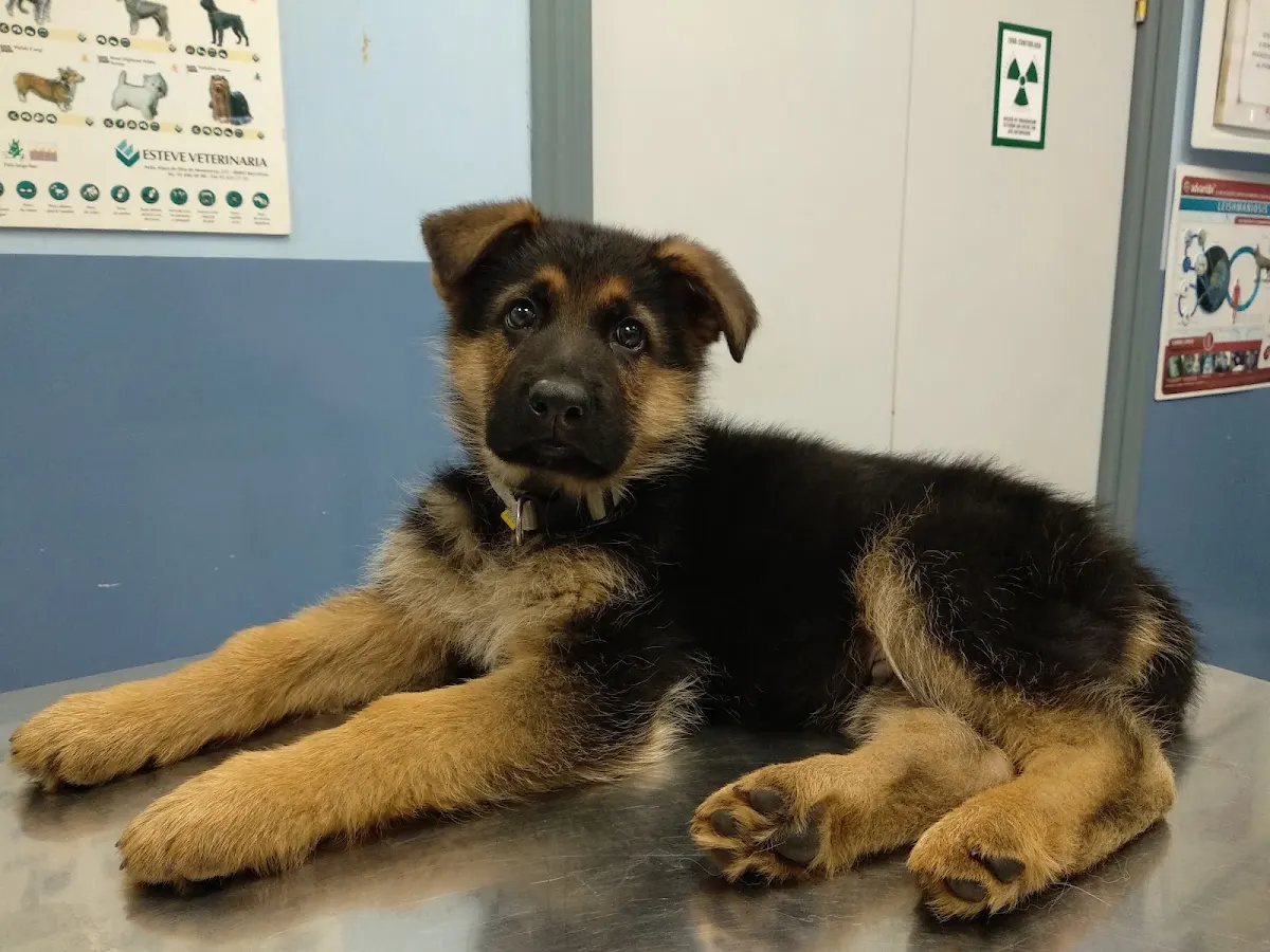 Cachorro de pastor alemán tumbado en una mesa de consulta veterinaria de Intxausti.