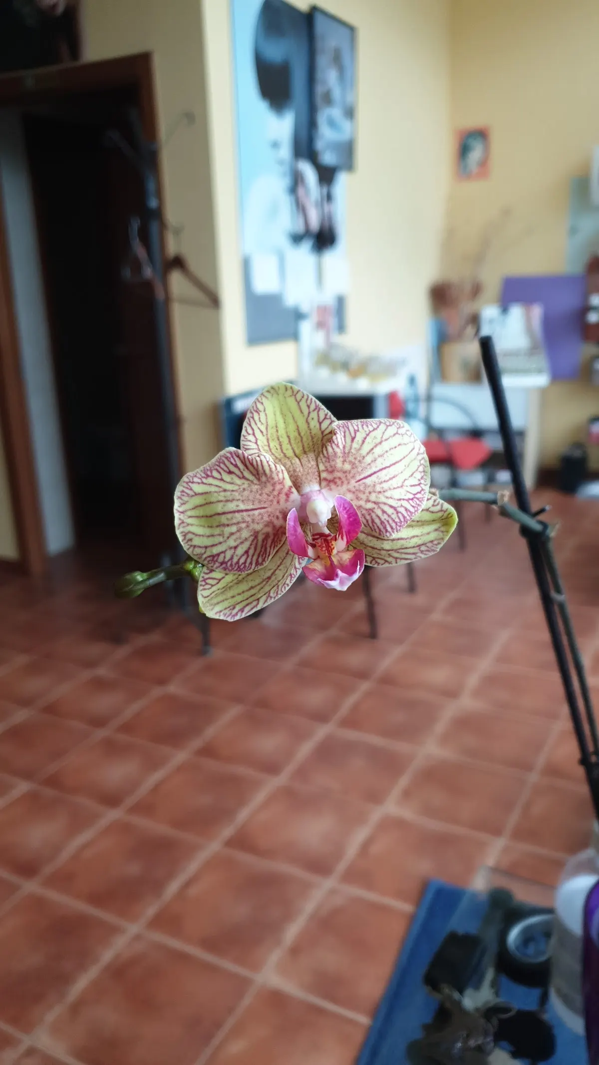 Orquídea en el interior de una peluquería.