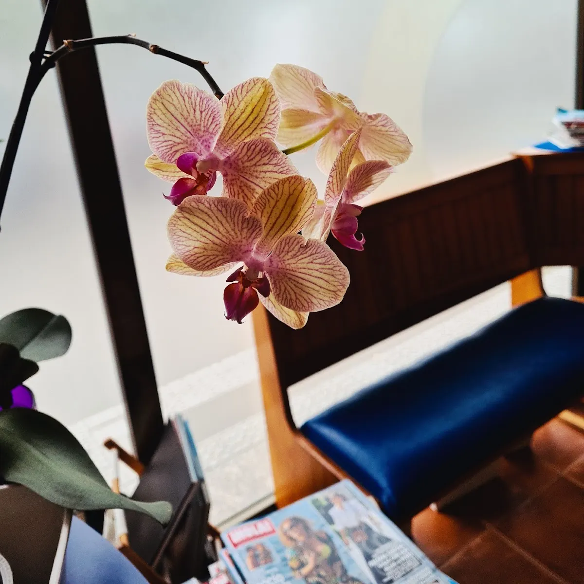 Orquídeas en una peluquería de Durango.