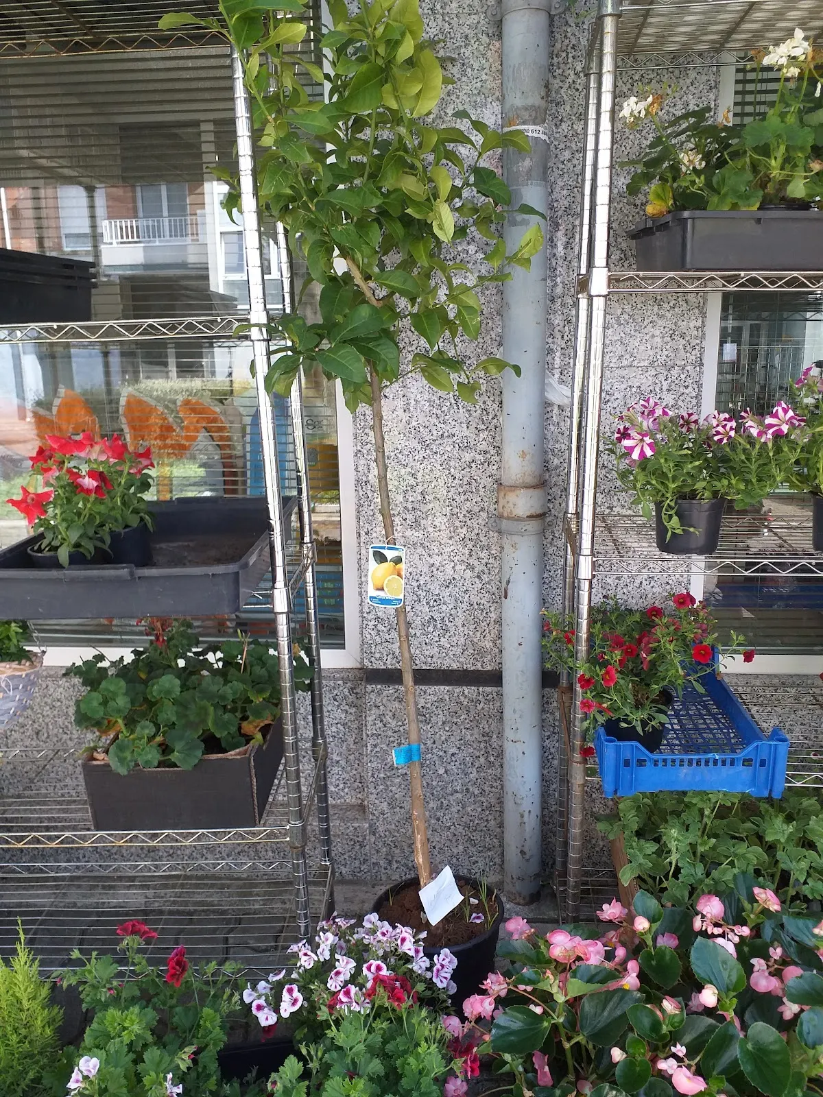Plantas y flores en macetas expuestas junto a la fachada de PIENSOS GISASOLA PENTSUAK EKOGARDEN