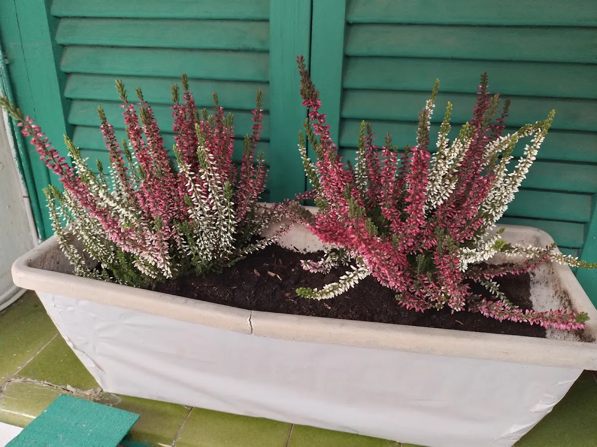 Maceta con brezos de distintos colores en PIENSOS GISASOLA PENTSUAK EKOGARDEN