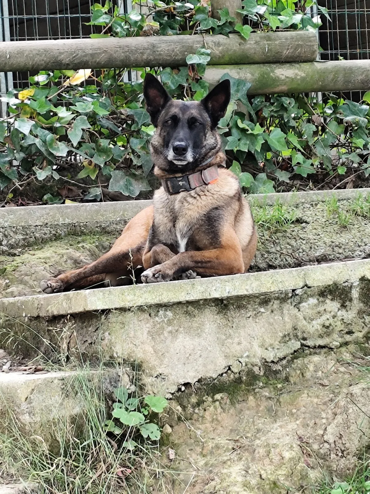 Perro sentado en un muro bajo en la residencia canina Neberondo