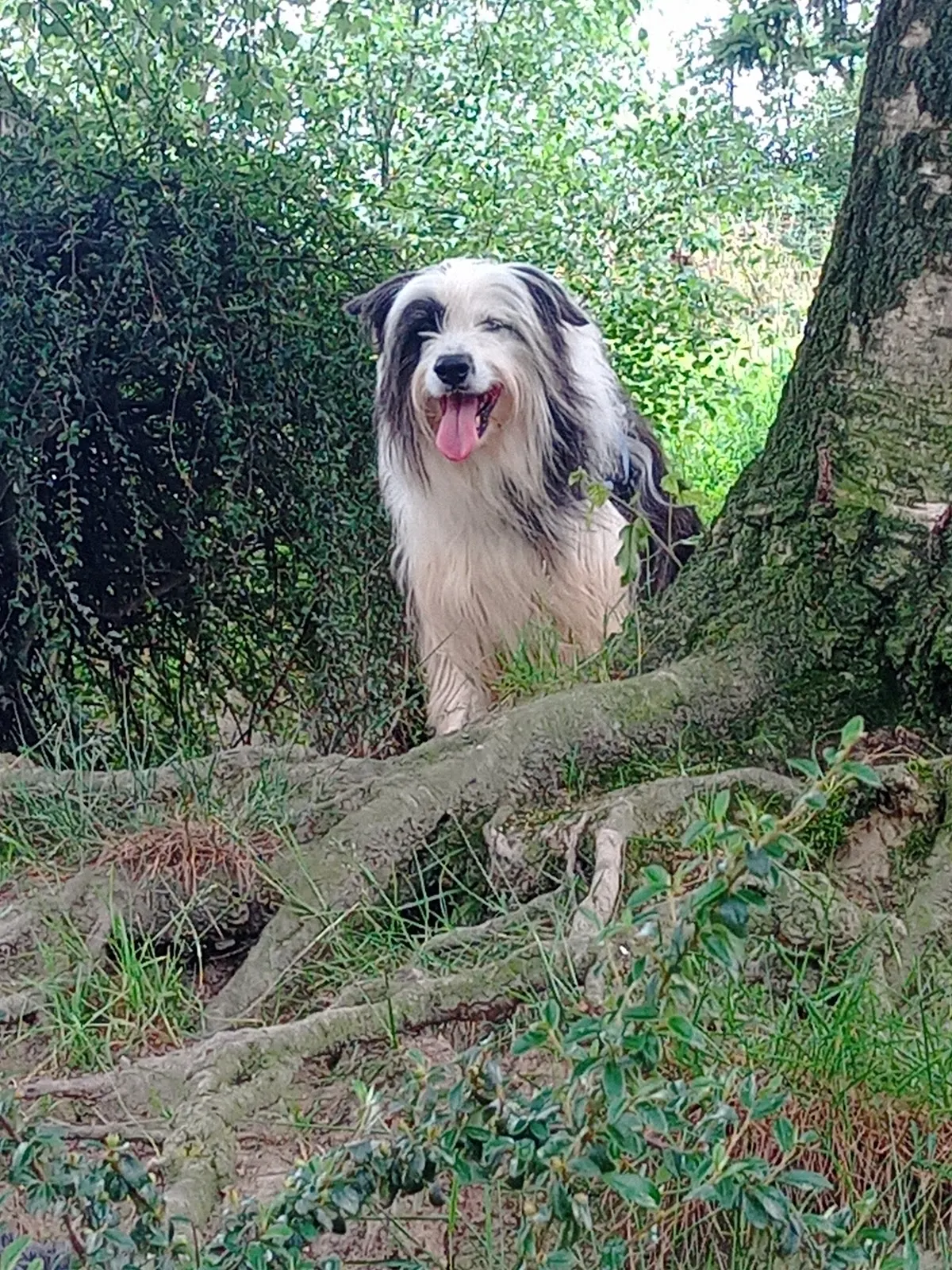 Perro de pelo largo entre la vegetación en la residencia canina Neberondo