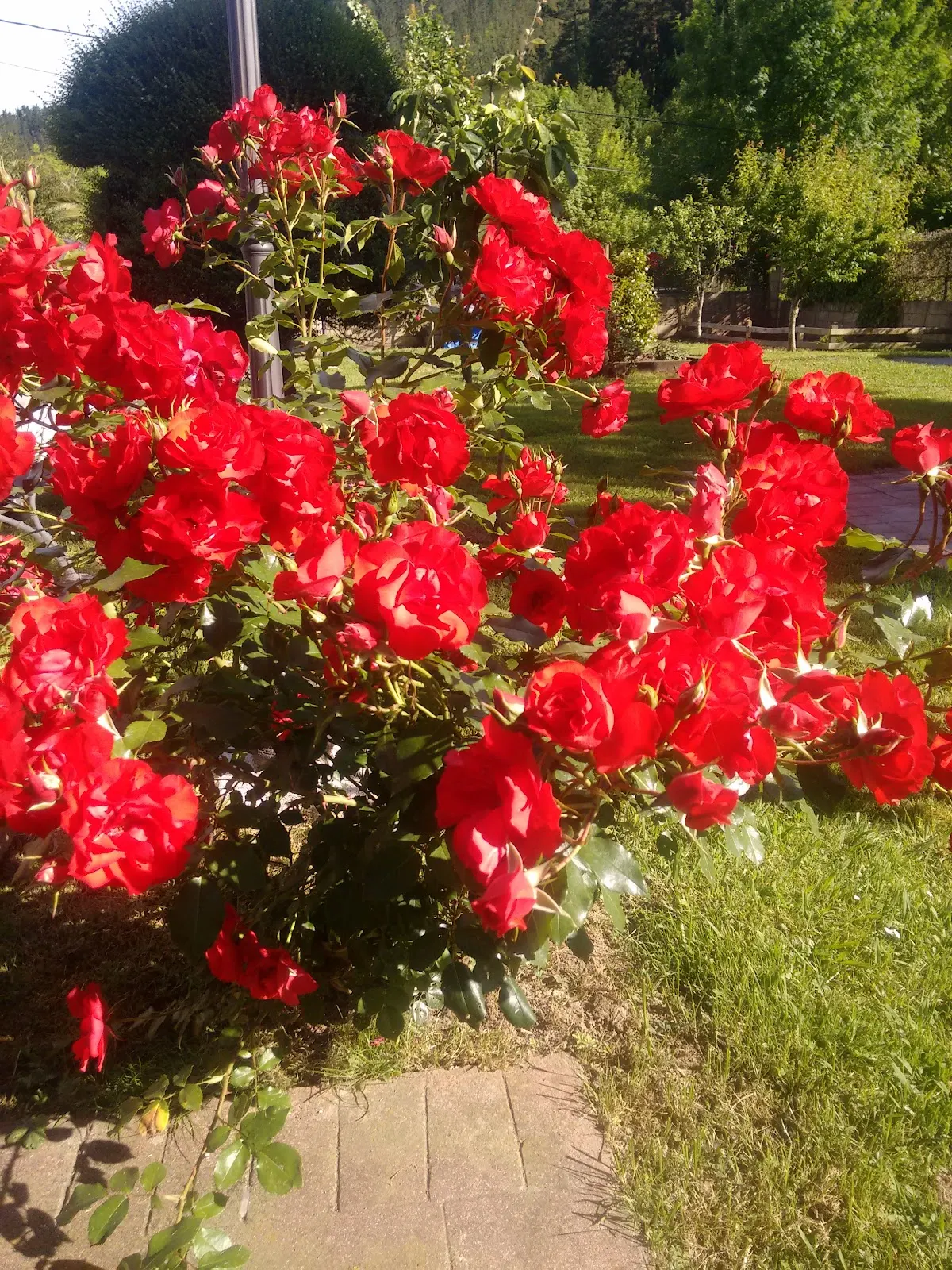 Jardín con rosales rojos en Residencia Gure Etxea II