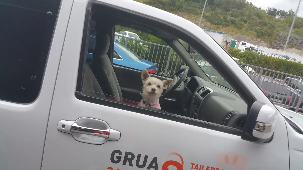 Perro sentado dentro de un vehículo de asistencia de Talleres Solazaga.